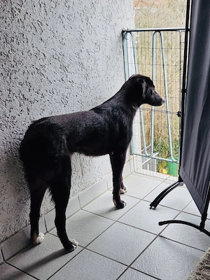 NOTFALL Nele braucht dringend ein Zuhause    Bild 3