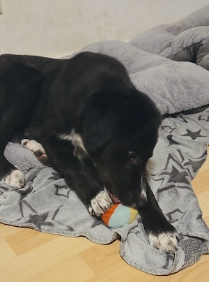 NOTFALL Nele braucht dringend ein Zuhause    Bild 7