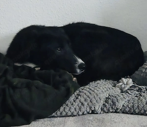 NOTFALL Nele braucht dringend ein Zuhause    Bild 6