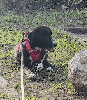 NOTFALL Nele braucht dringend ein Zuhause    Bild 2