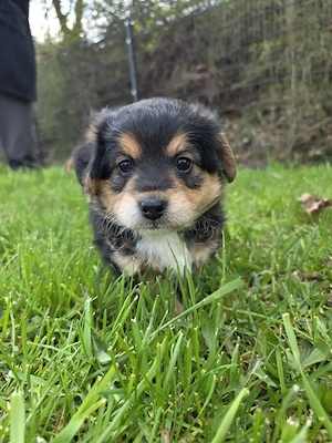 Seltene Corgipoo Welpen (Corgi x Zwergpudel) suchen ihr Zuhause