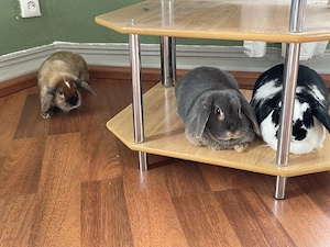 Drei Kaninchen suchen liebevolles Zuhause