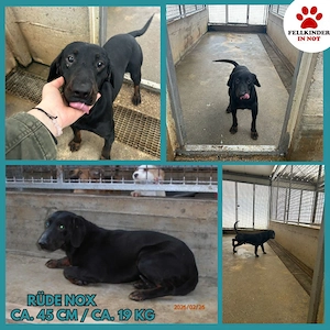 Trauriger Mischlingrüde Nox sucht ein zuhause