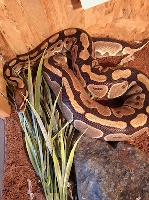 Königspython männlich 