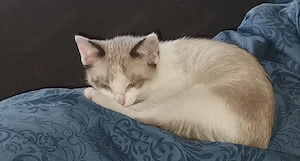 Siam-Mixe zu verkaufen 