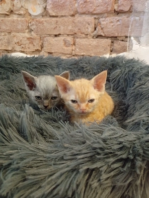 sphynx britisch Kurzhaar mix bkh