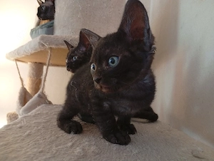 sphynx britisch Kurzhaar mix bkh Bild 8