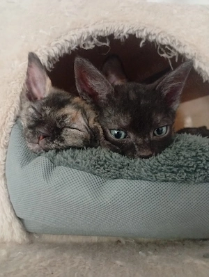 sphynx britisch Kurzhaar mix bkh Bild 10