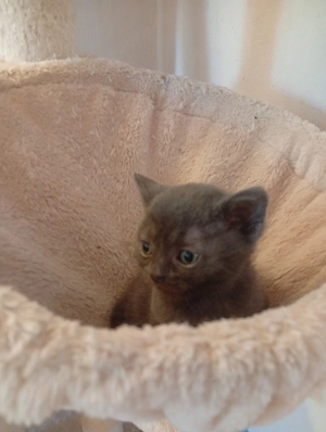 sphynx britisch Kurzhaar mix bkh Bild 9