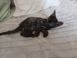 sphynx britisch Kurzhaar mix bkh Bild 5