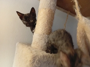 sphynx britisch Kurzhaar mix bkh Bild 7