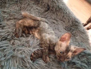 sphynx britisch Kurzhaar mix bkh Bild 6