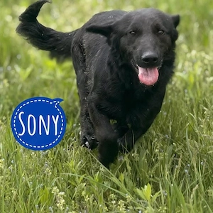 Sony, freundlicher, lieber und menschenbezogener Dackel Retriever Mix
