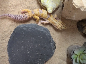 Leopardgecko, männlich, 5 Jahre alt 