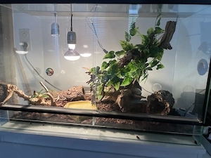 Kornnatter samt Zubehör