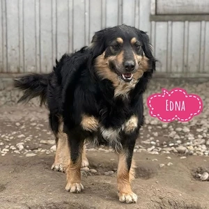 Edna, wunderhübsche und liebe Traumhündin, Berner Sennenhund Collie Mix