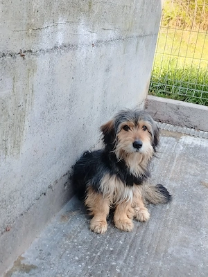 Kleiner Mischlingsrüde Rudi sucht seine Menschen