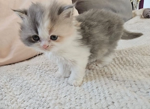 Reinrassiger Perser ( Weibchen )