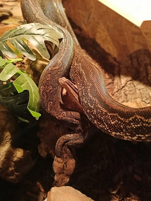 Boa constrictor Leopard pastel 