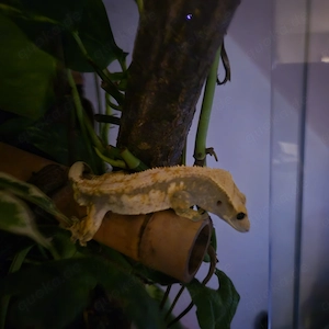 Verkaufe Kronengecko 