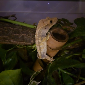 Verkaufe Kronengecko 