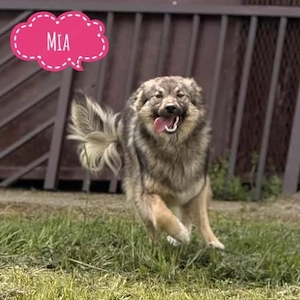 Mia, außergewöhnlich wunderhübsch gezeichnete Collie Karst Schäferhündin