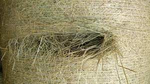 Heu Heurundballen Pferdeheu Bio-Heu Heuballen Wiesenheu