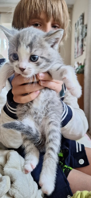 Kätzchen italienische Kurzhaarig 