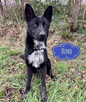 Dino, prächtiger, aktiver, treuer und loyaler Schäferhund Mix