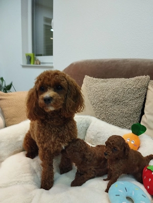 Bezaubernde Toy Pudel Welpen (Mädchen und Junge) Bild 2