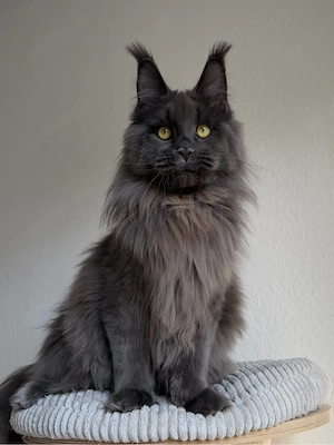 Maine Coon kater 