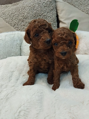 Bezaubernde Toy Pudel Welpen (Mädchen und Junge)