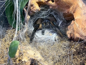 Vogelspinne Blaue Jemen Monocentropus balfouri