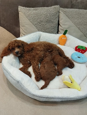 Bezaubernde Toy Pudel Welpen (Mädchen und Junge) Bild 4