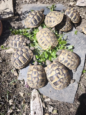 Griechische Landschildkröten 2 Jahre jung 