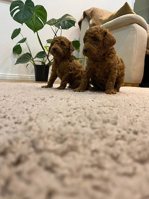 Bezaubernde Toy Pudel Welpen (Mädchen und Junge) Bild 3