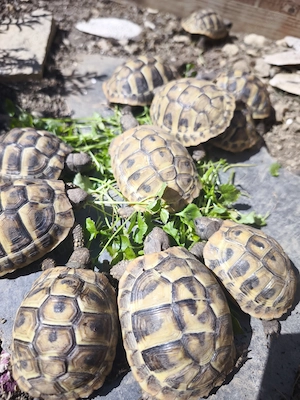 Griechische Landschildkröten 2 Jahre alt