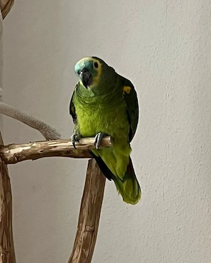 Joschi sucht ein Zuhause 
