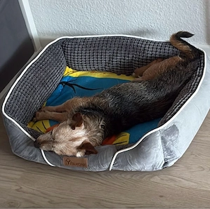 13 jähriger Mischling