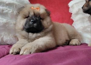 Chow Chow Babys - 12 Wochen alt - Abgabe bereit