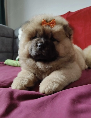 2 Chow Chow Welpen -12 Wochen alt- mit pass 