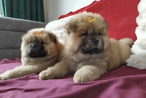 Chow Chow Welpen -reinrassige Hunde