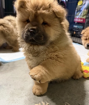 Wunderschöne Chow Chow Welpen 