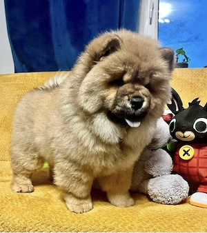 Chow Chow Babys - Welpen - 12 Wochen alt