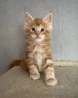 Rote, verspielte Maine-Coon-Kätzchen