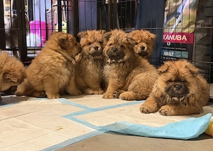 Chow Chow - Würf - Welpen - noch 2 verfügbar!!!!!