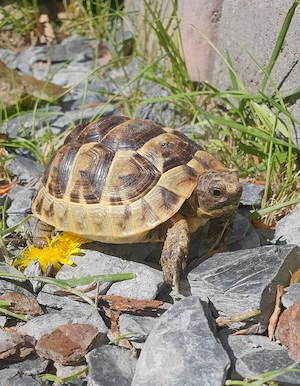 Maurische Landschildkröten