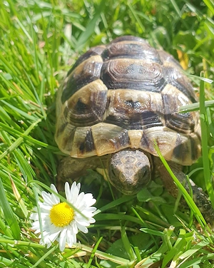 Maurische Landschildkröten Bild 2