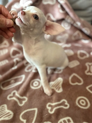 chihuahua Hündin 
