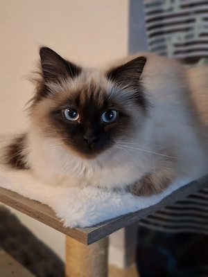 Ragdoll Mädchen luu